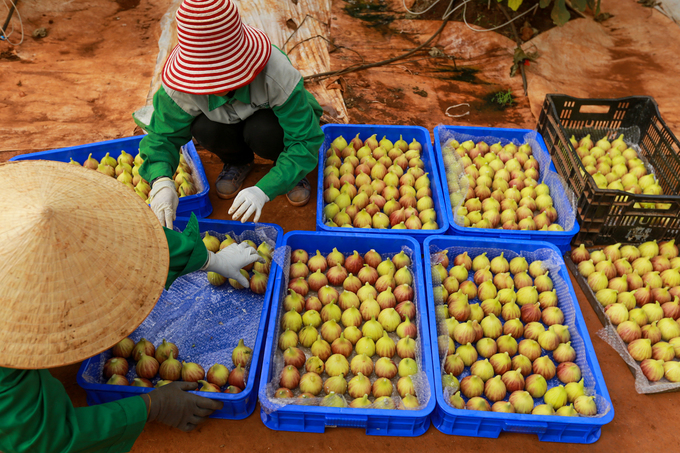Trang trại sung Mỹ thu hoạch hàng trăm ký mỗi ngày ở Đồng Nai